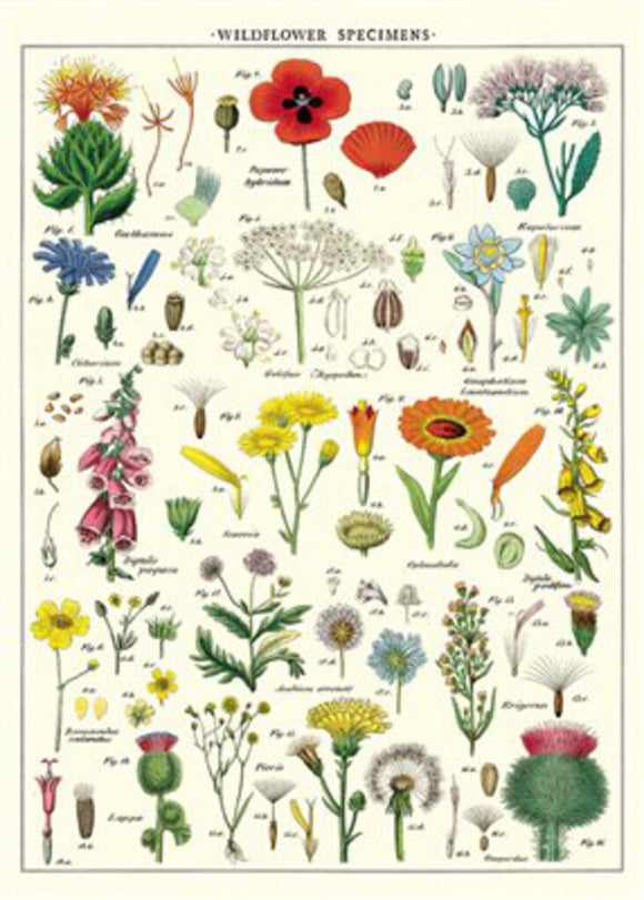 Wildflower Poster