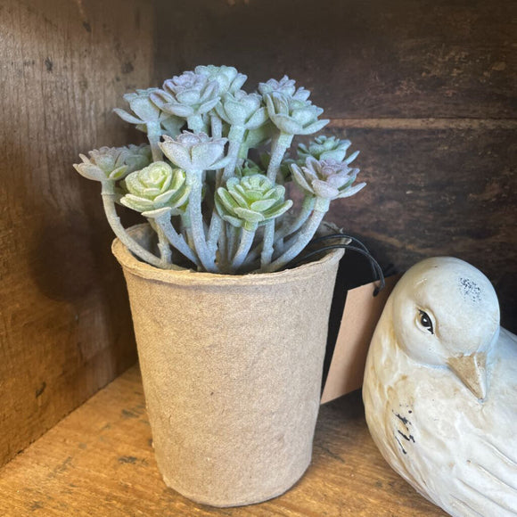 faux succulent in paper pot, sedum